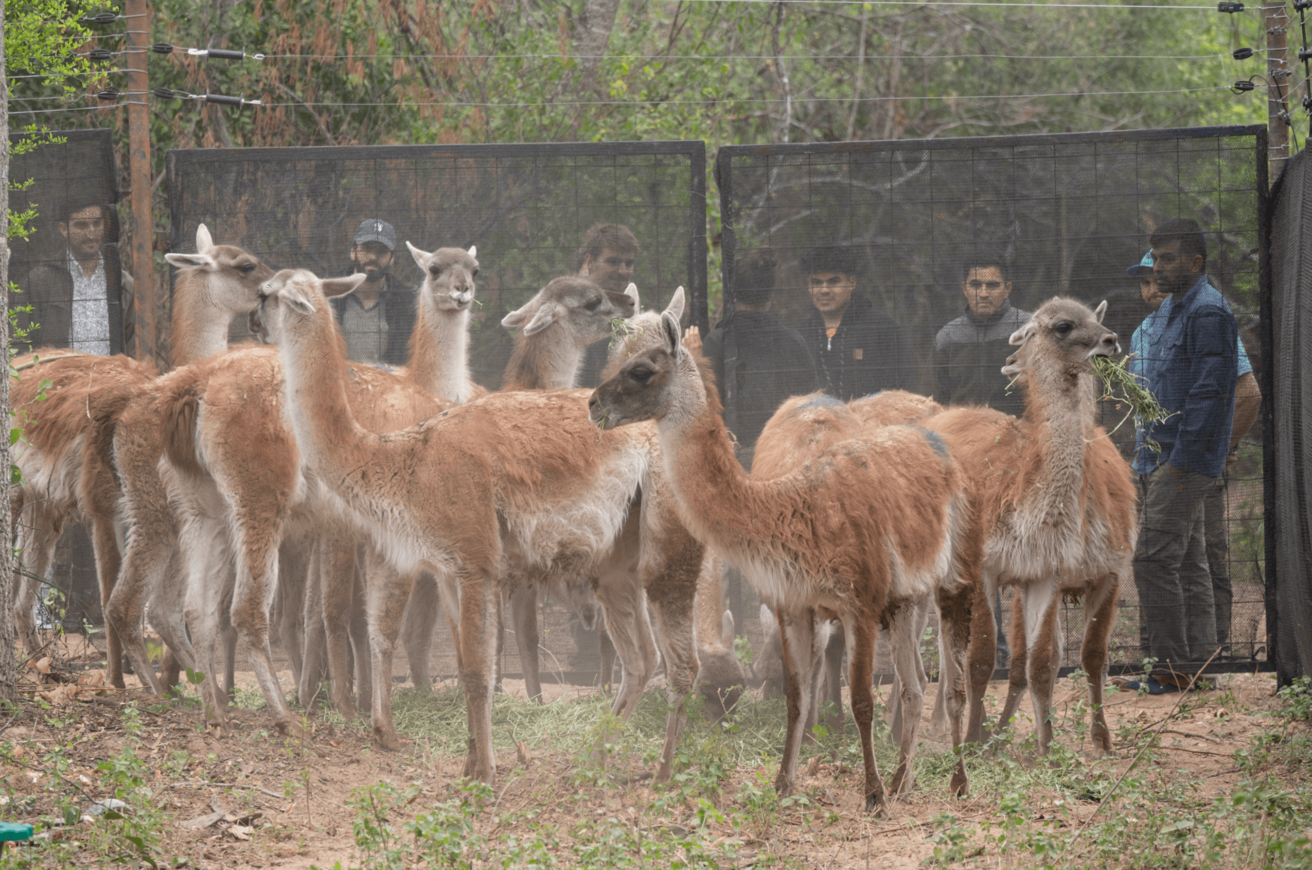 Guanacos a few moments before their release into the Dry Chaco forest. Photo by Miranda Volpe